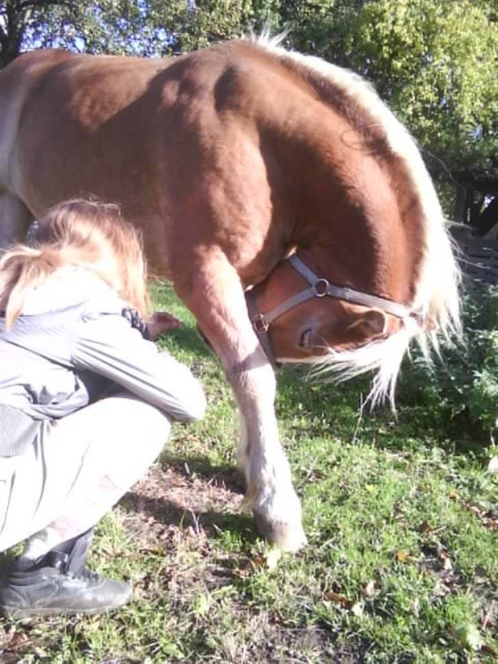 Haflinger Heraues. Gl. passer - Miin bedsteveninde og Hego <3 Nr. 8  billede 8
