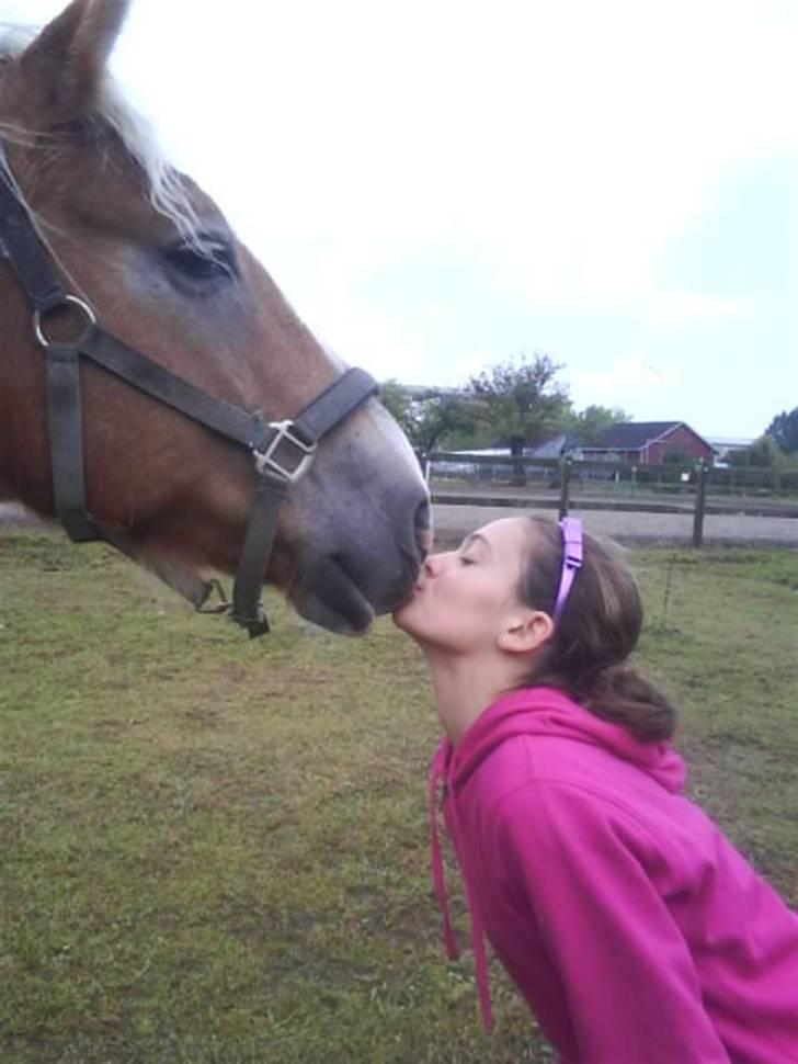 Haflinger Heraues. Gl. passer - Mys mys<3 Nr. 10  billede 10