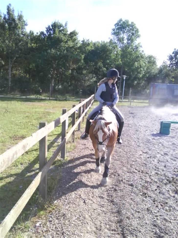 Haflinger Heraues. Gl. passer - Miin bedsteveninde og Hego<3 Nr. 11  billede 11