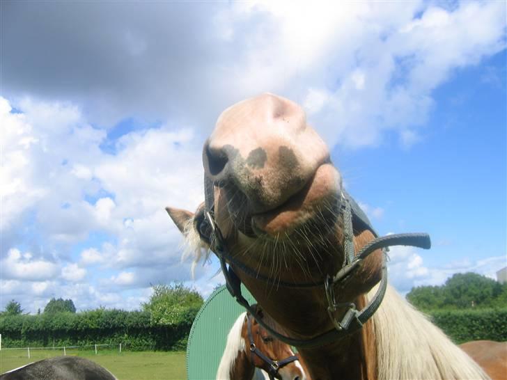Haflinger Heraues. Gl. passer - Do you want a kiss from me? ;p <3 Nr. 12  billede 12