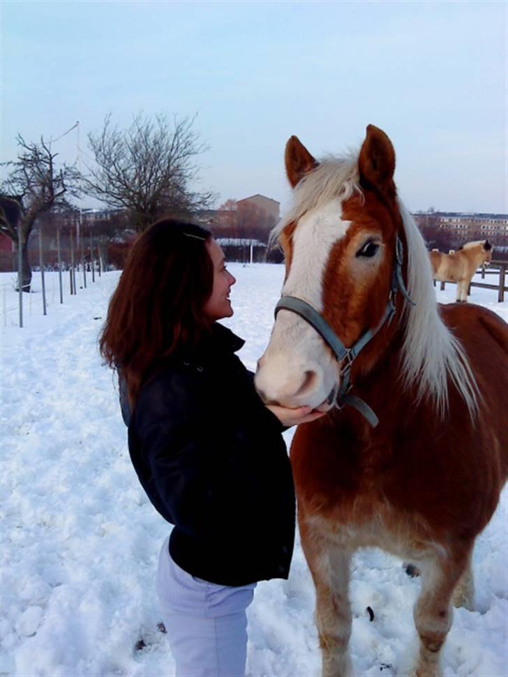 Haflinger Heraues. Gl. passer - Hego og jeg <3 Nr. 13  billede 13