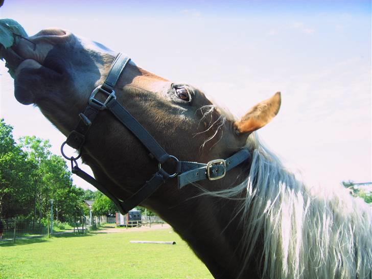 Haflinger Heraues. Gl. passer - Hego der spiser af en gren MED blade<3 ;P Nr. 15  billede 15