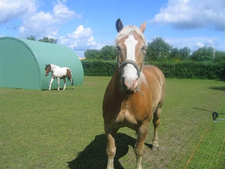 Haflinger Heraues. Gl. passer - Smukke haffer<3 Nr. 16  billede 16