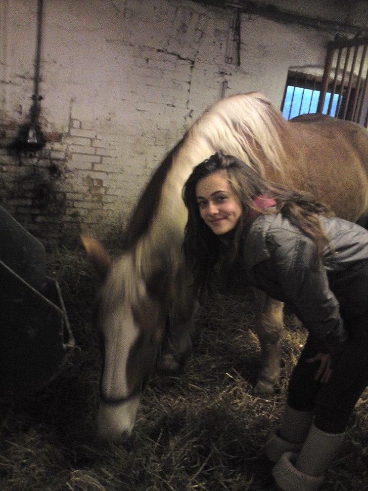 Haflinger Heraues. Gl. passer - Hego og jeg.  Nr. 17  billede 17