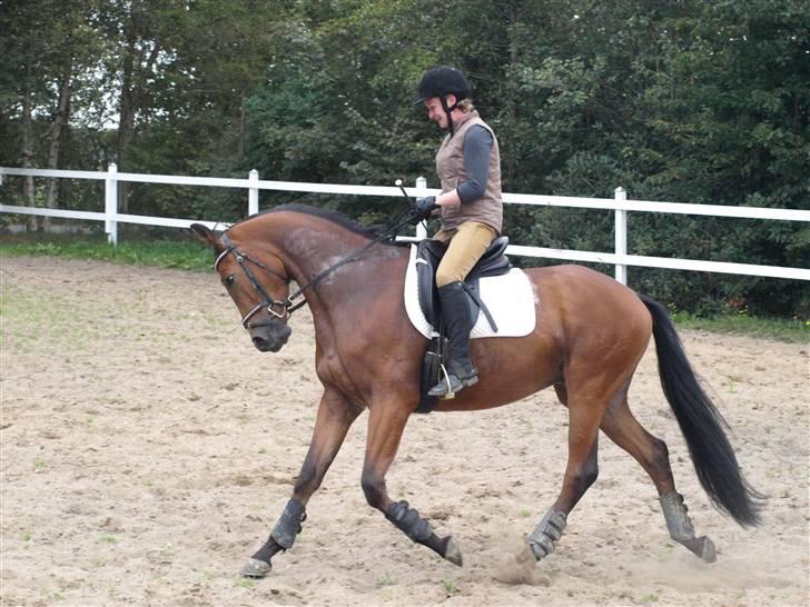 Trakehner Anakin *solgt" billede 2