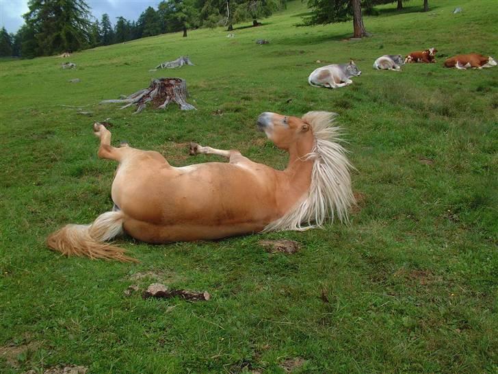 Tyroler Haflinger Kajser *Rocké* billede 1