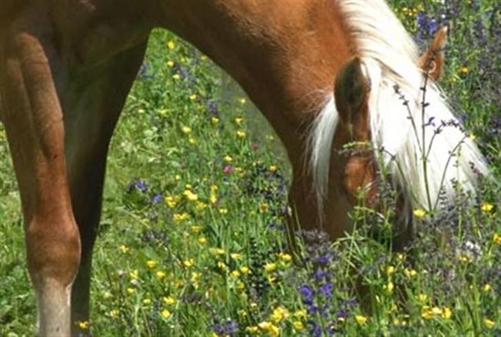 Tyroler Haflinger Kajser *Rocké* billede 3