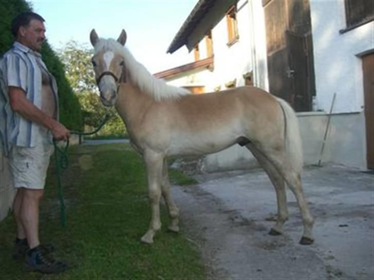 Tyroler Haflinger Kajser *Rocké* - 10 måneder gammel. billede 4