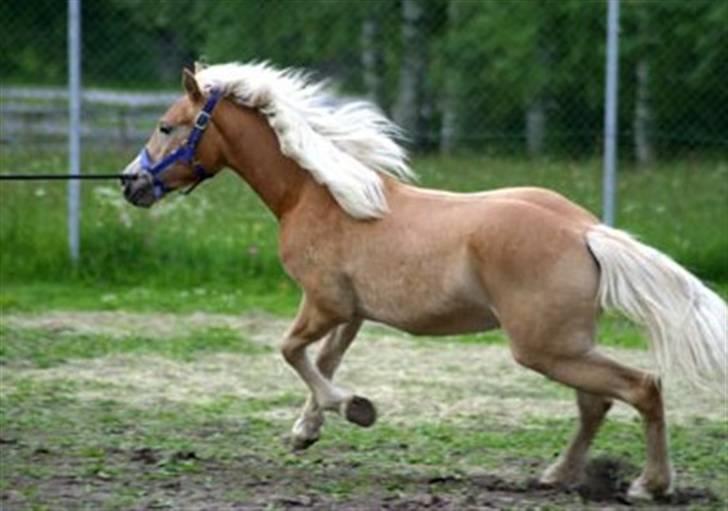 Tyroler Haflinger Kajser *Rocké* billede 5