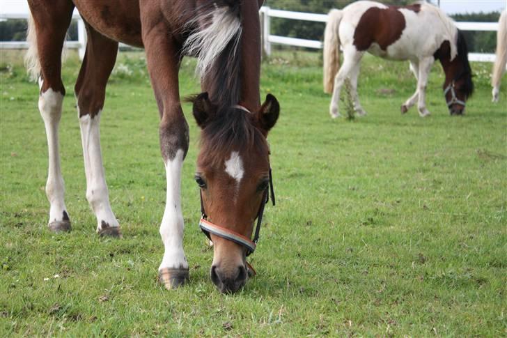 Pinto Spirits Liberty "Følle" - Den smukke lille følle<3 billede 3