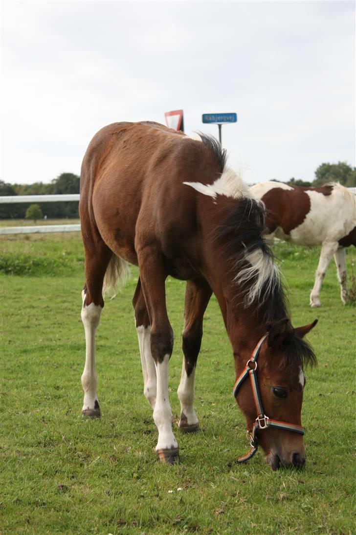 Pinto Spirits Liberty "Følle" billede 4