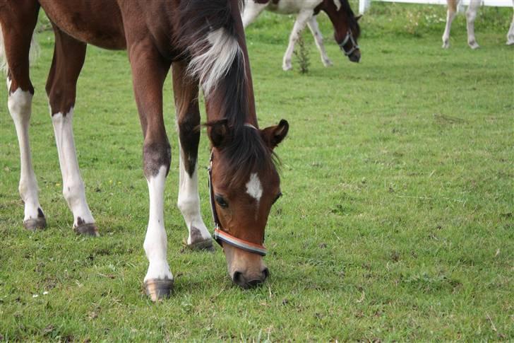 Pinto Spirits Liberty "Følle" billede 5