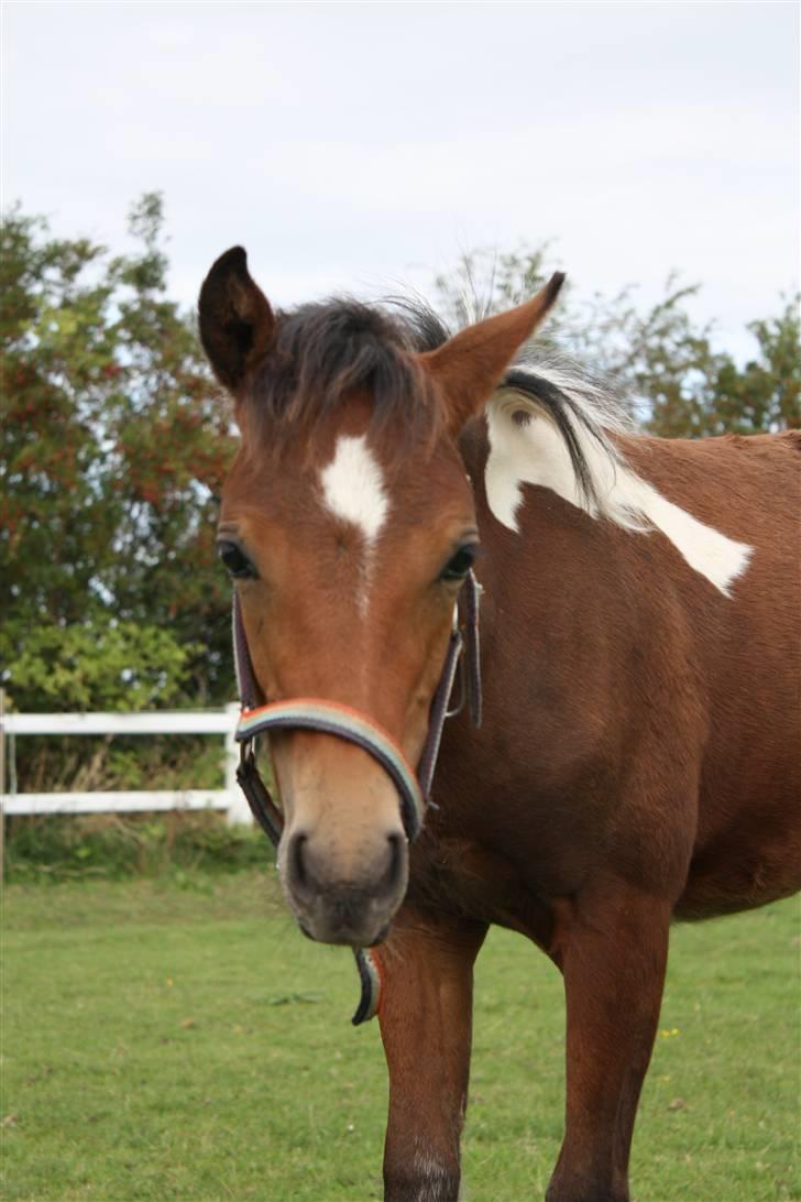 Pinto Spirits Liberty "Følle" billede 6