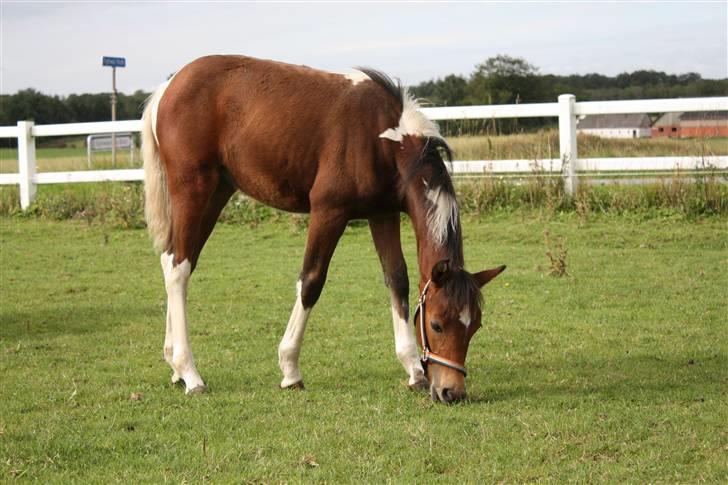 Pinto Spirits Liberty "Følle" billede 7