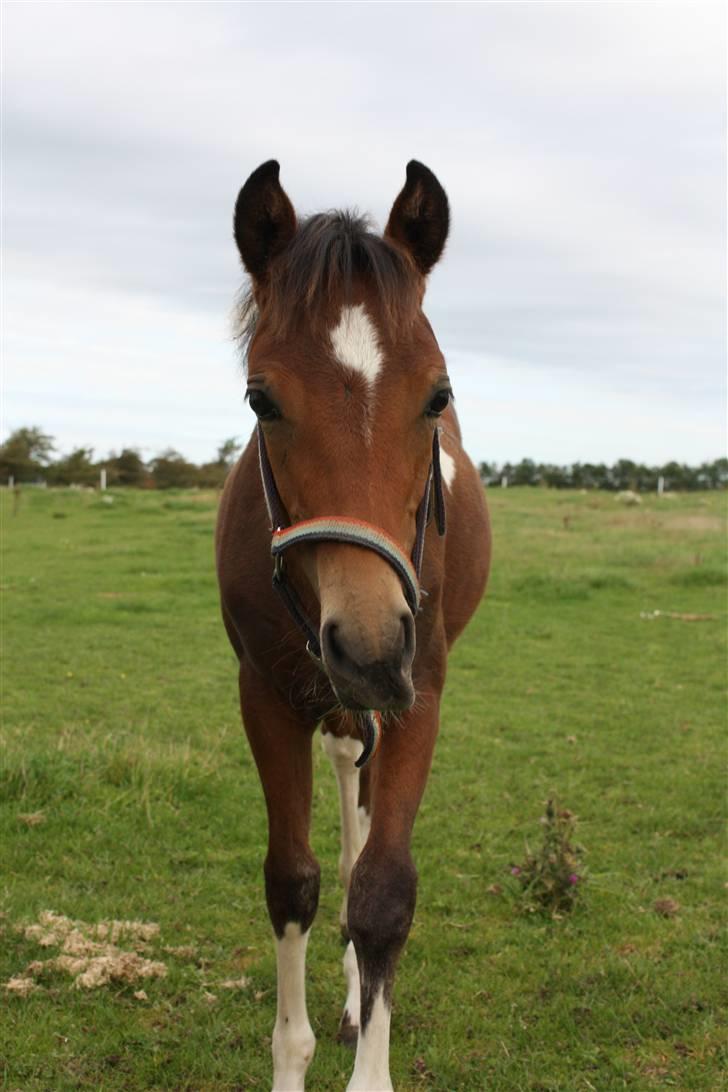 Pinto Spirits Liberty "Følle" billede 8