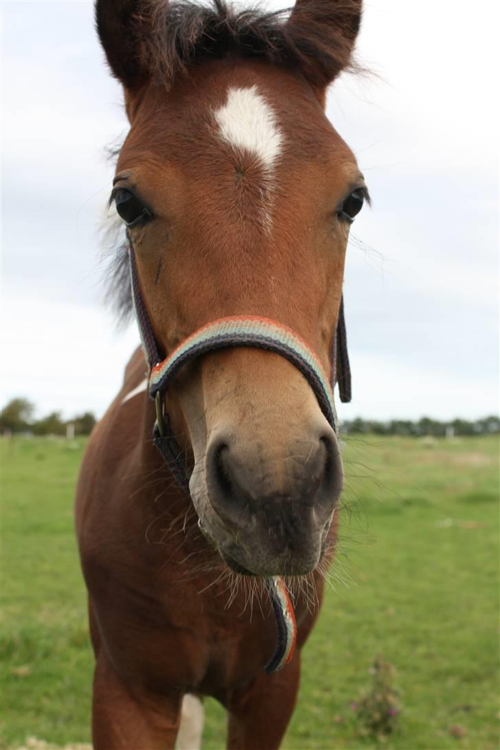 Pinto Spirits Liberty "Følle" billede 9