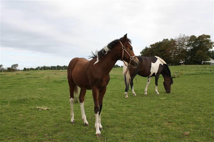 Pinto Spirits Liberty "Følle" billede 10