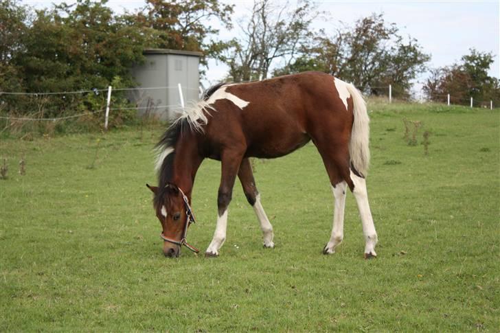 Pinto Spirits Liberty "Følle" billede 11