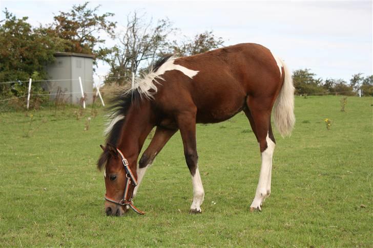 Pinto Spirits Liberty "Følle" billede 12