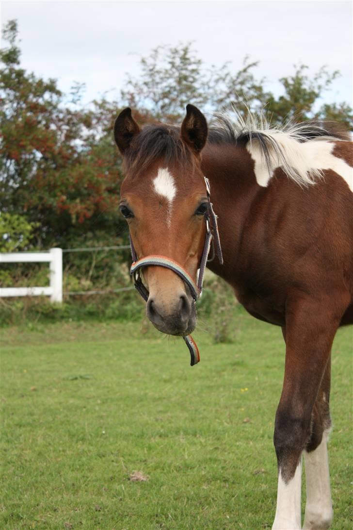 Pinto Spirits Liberty "Følle" billede 13