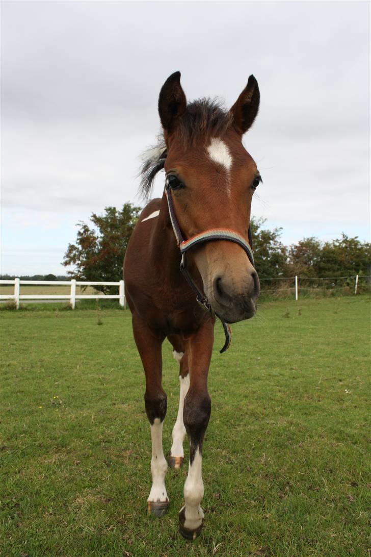 Pinto Spirits Liberty "Følle" billede 14