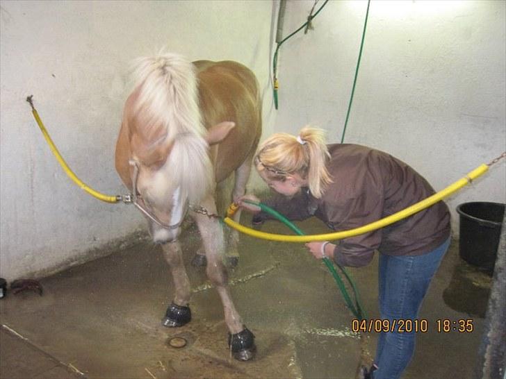 Haflinger Herkules*solgt&savnet* "2x KLUBMESTER 2010!" - i bad!:D billede 16