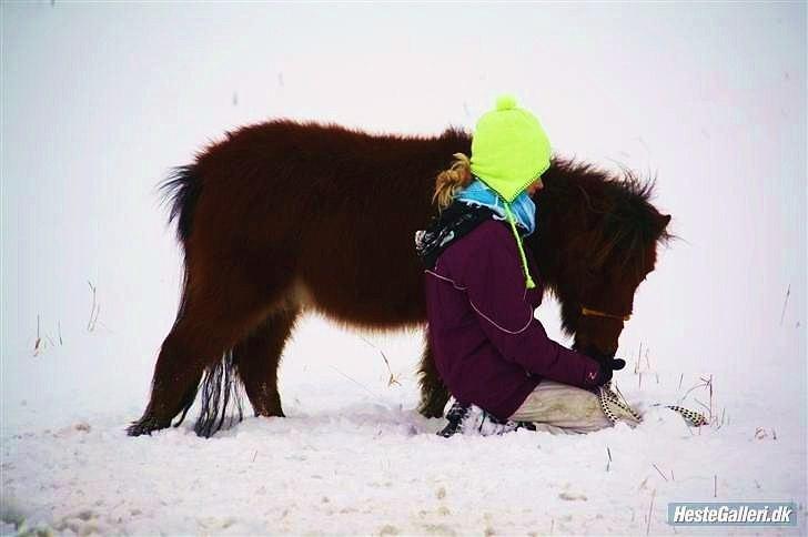 Shetlænder Prins Buski - 17* Vinteren 2010 :) På tur!<3 billede 16