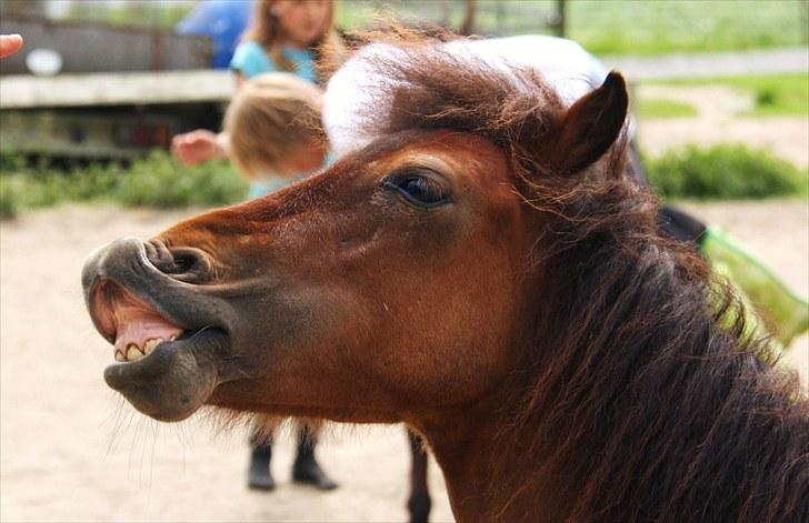 Shetlænder Prins Buski - 18* Tricket at smile :) <3  billede 17