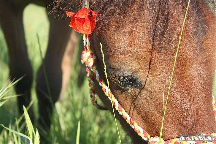 Shetlænder Prins Buski - 20* Nurh cuttie (: <3  billede 19