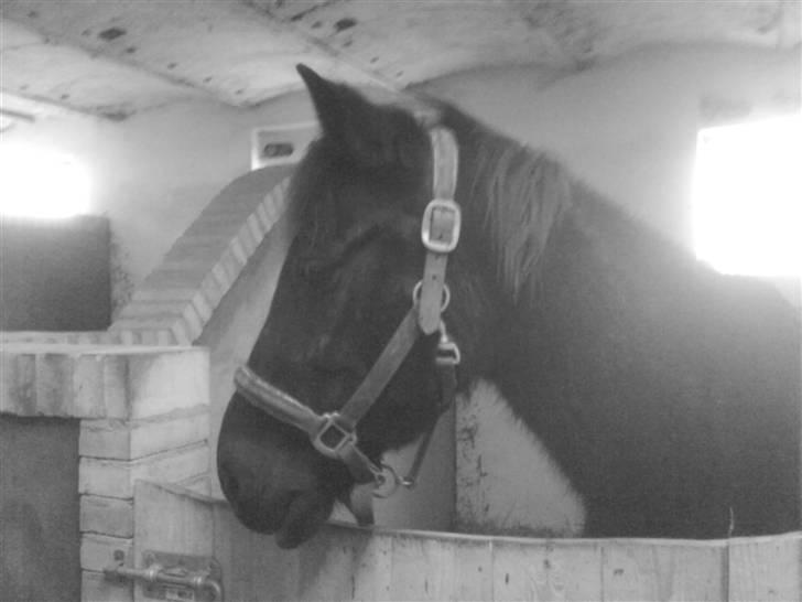 Anden særlig race Whesley - I den nye stald/boks :D  billede 5