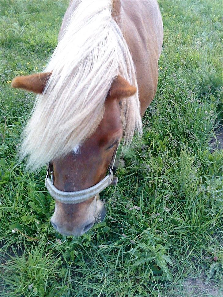 Shetlænder Annebelle billede 10