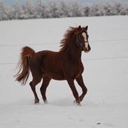 DSP Agerholm´s Mon Ami SOLGT