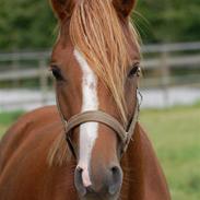 DSP Agerholm´s Mon Ami SOLGT