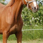 DSP Agerholm´s Mon Ami SOLGT