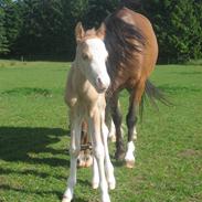 Welsh Mountain (sec A) Qvistgaardens Emil