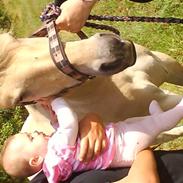 Fjordhest Jeanne D'arc