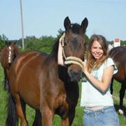 Dansk Varmblod Argos