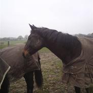 Dansk Varmblod Argos