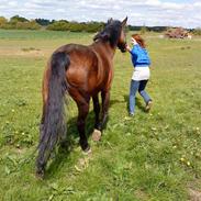 Dansk Varmblod Argos