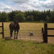 Frieser Søndergaards Kenai