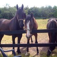 Frieser Søndergaards Kenai