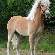 Haflinger Nickleback (Notting Hill)