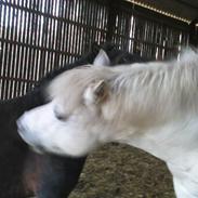 Anden særlig race Mulle