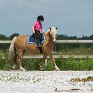 Anden særlig race pallemand - SOLGT