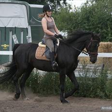 Anden særlig race Casey