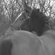 Anden særlig race Stensgårdens Mistral Solg