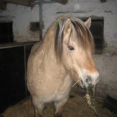 Fjordhest Laura R.I.P 