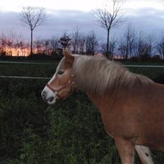 Haflinger Vicki 