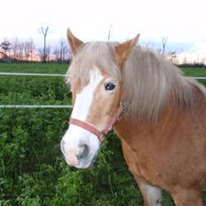Haflinger Vicki 