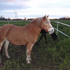 Haflinger Vicki 